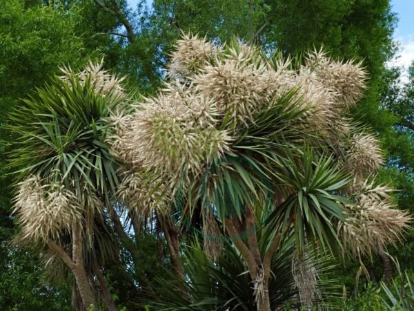 How to Grow Cabbage Trees from Cuttings: Expert Guide
