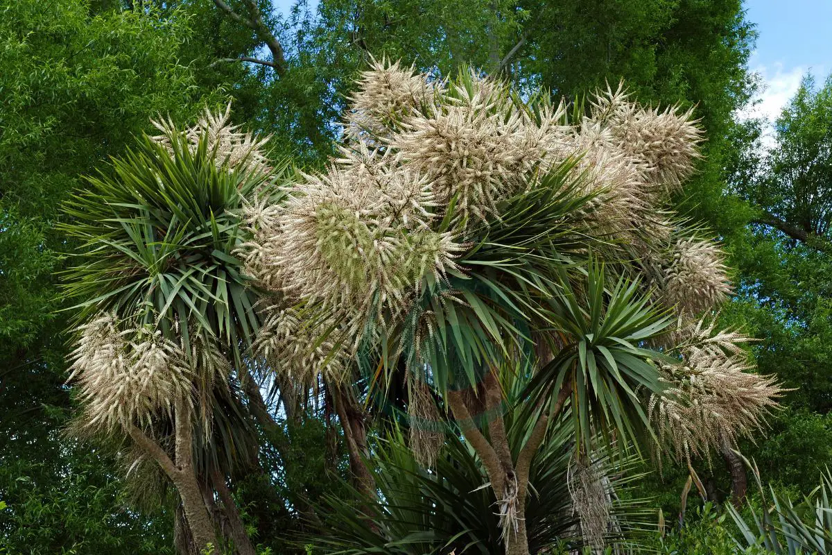 How to Grow Cabbage Trees from Cuttings: Expert Guide