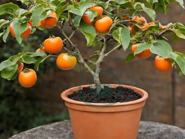 Can You Grow a Persimmon Tree in a Pot: Complete Guide