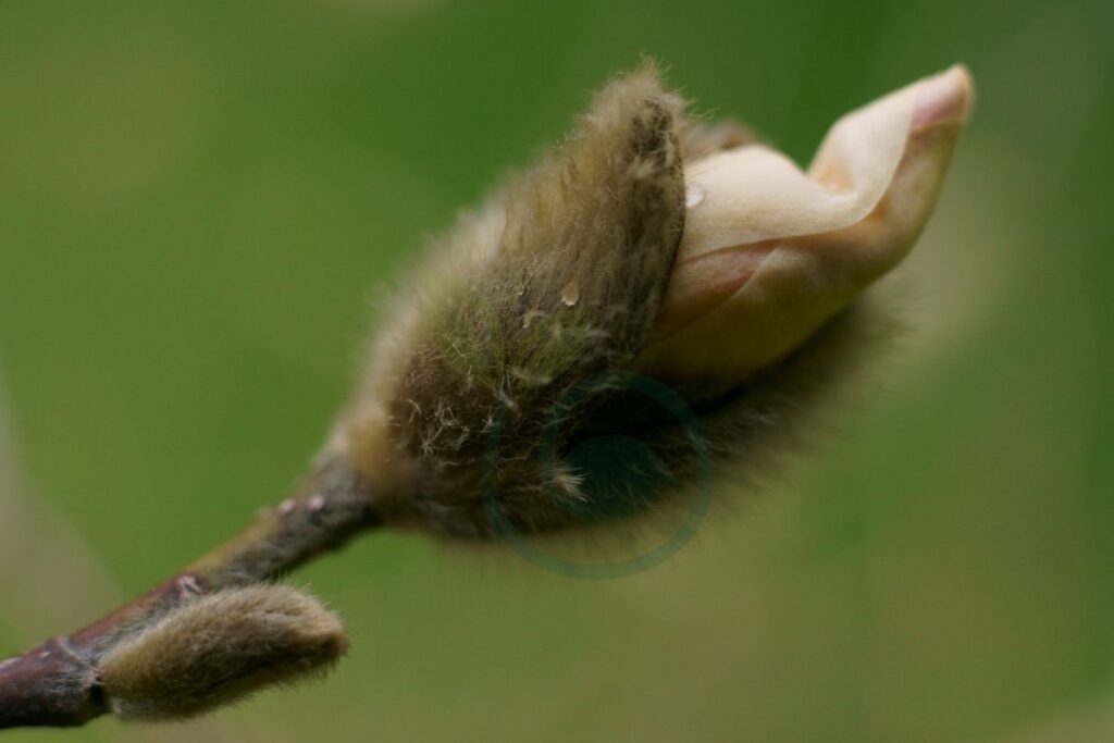 Growing Magnolias