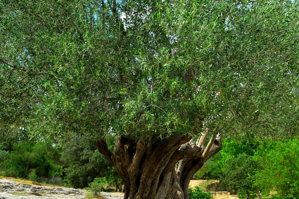 How Big Do Olive Trees Grow? - Ultimate Guide