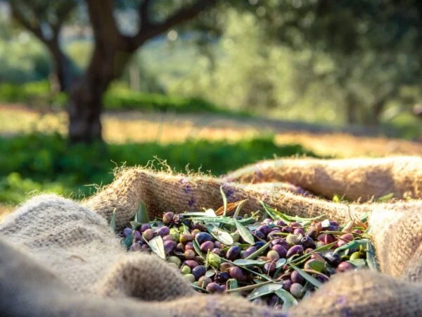 How Big Does a Sweet Olive Tree Get: Care Guide & Tips