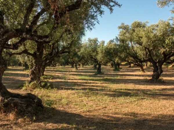 How Far Apart to Plant Olive Trees: Essential Guide