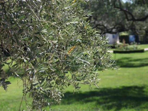 How Fast Do Fruitless Olive Trees Grow: Ideal Care Tips