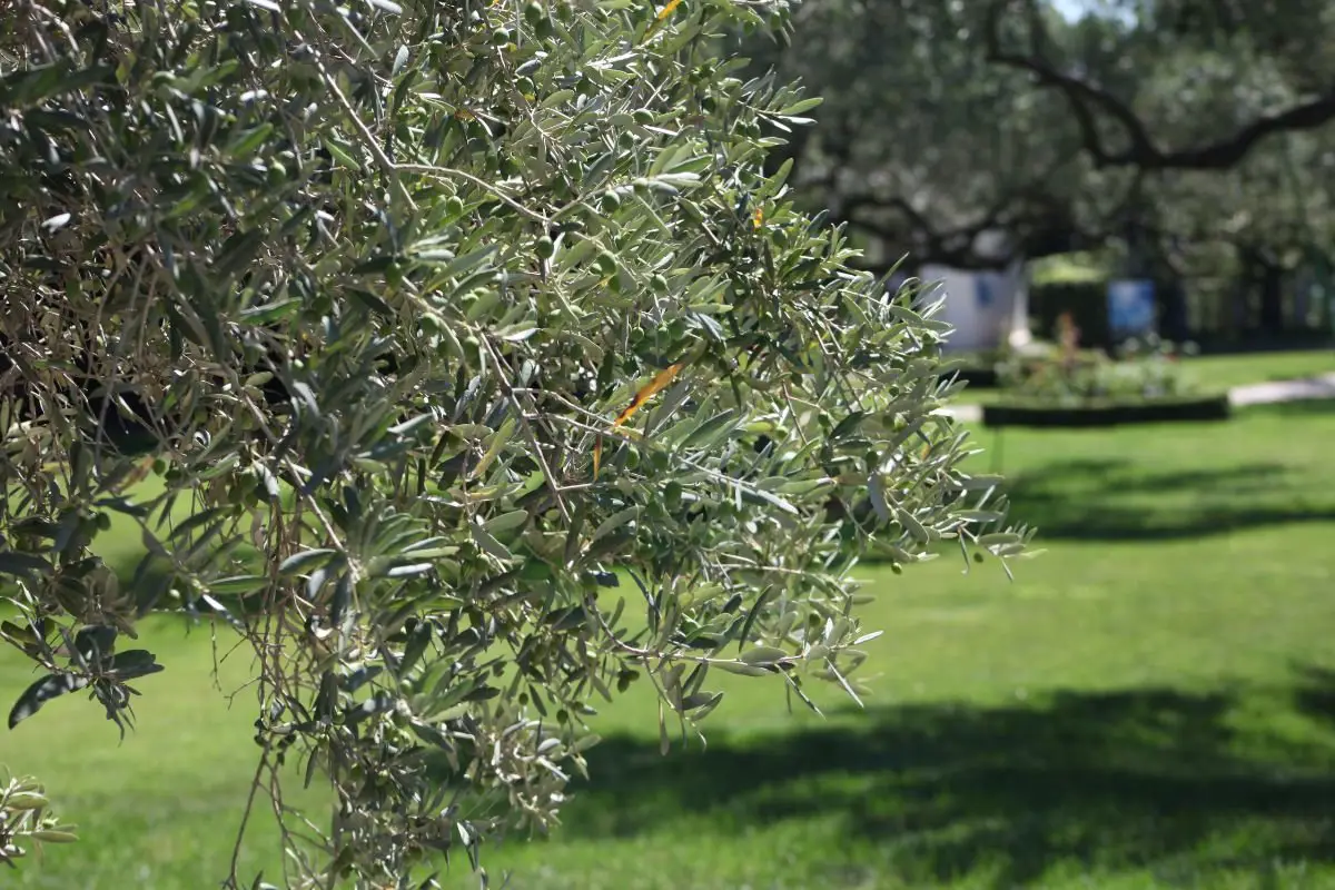 How Fast Do Fruitless Olive Trees Grow: Ideal Care Tips