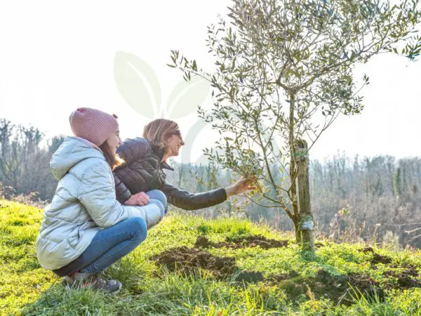 How Fast Do Olive Trees Grow in the UK: Essential Tips