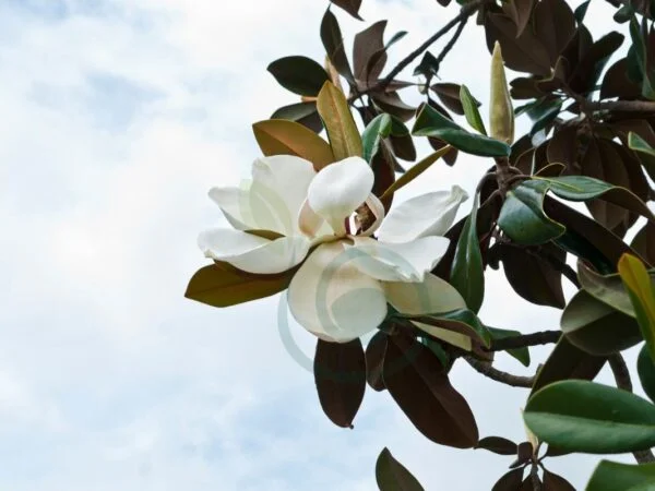 How Long Do Magnolia Trees Live? Factors, Care & Varieties
