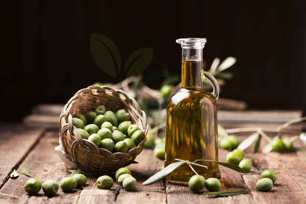 How Many Olive Trees to Make Olive Oil: Production Guide