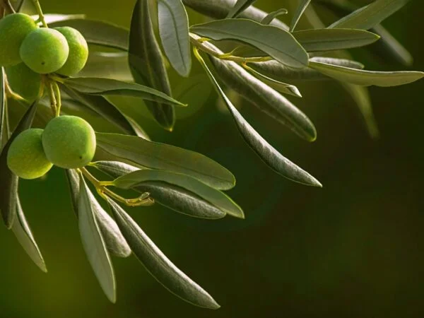 How Much Do Olive Trees Cost: Buying Guide & Price Factors