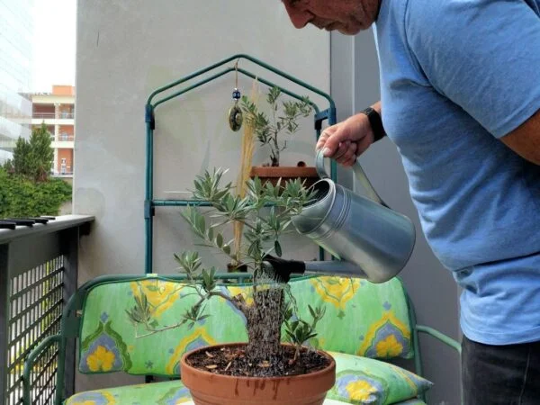 How Often to Water Olive Trees in Pots: Essential Care Guide