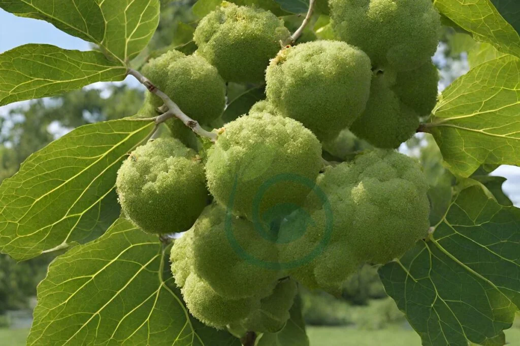 How to Get Rid of a Paper Mulberry Tree 1