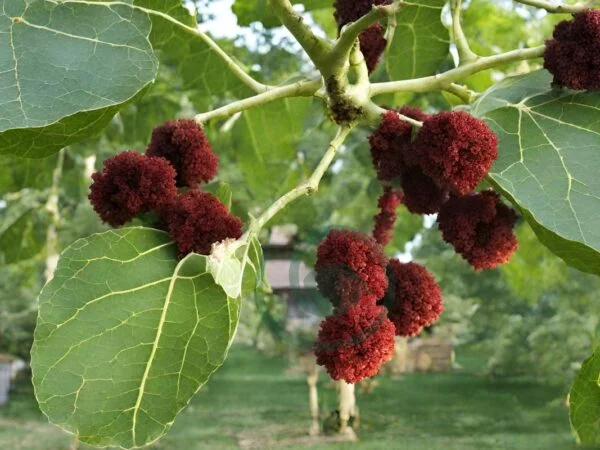 How to Get Rid of a Paper Mulberry Tree: Expert Removal Methods