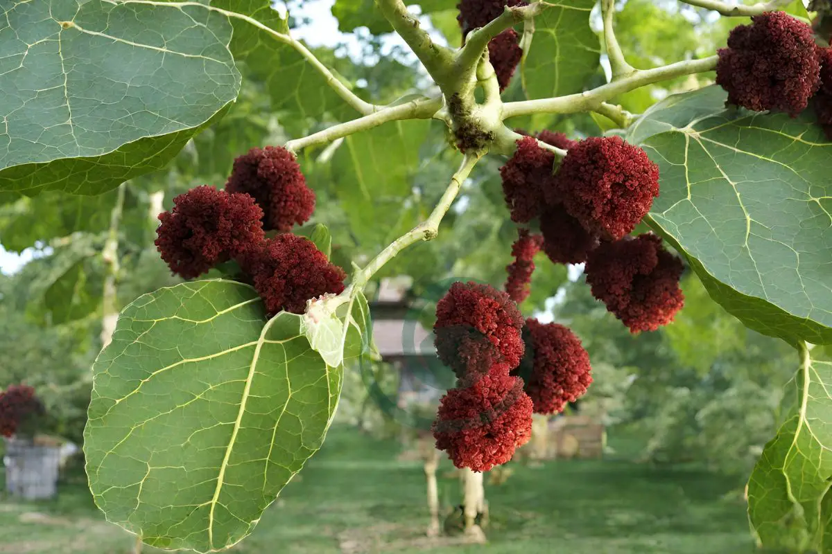 How to Get Rid of a Paper Mulberry Tree: Expert Removal Methods