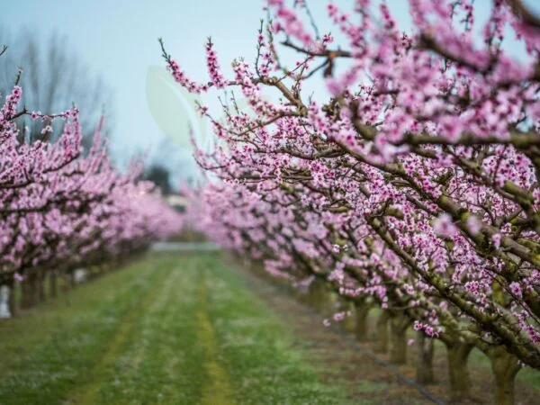 How to Protect Peach Tree Blossoms from Frost: Practical Strategies