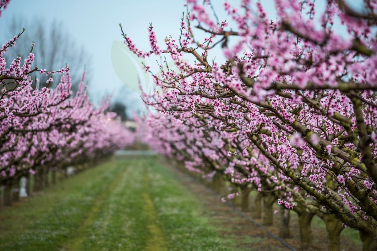 How to Protect Peach Tree Blossoms from Frost: Practical Strategies