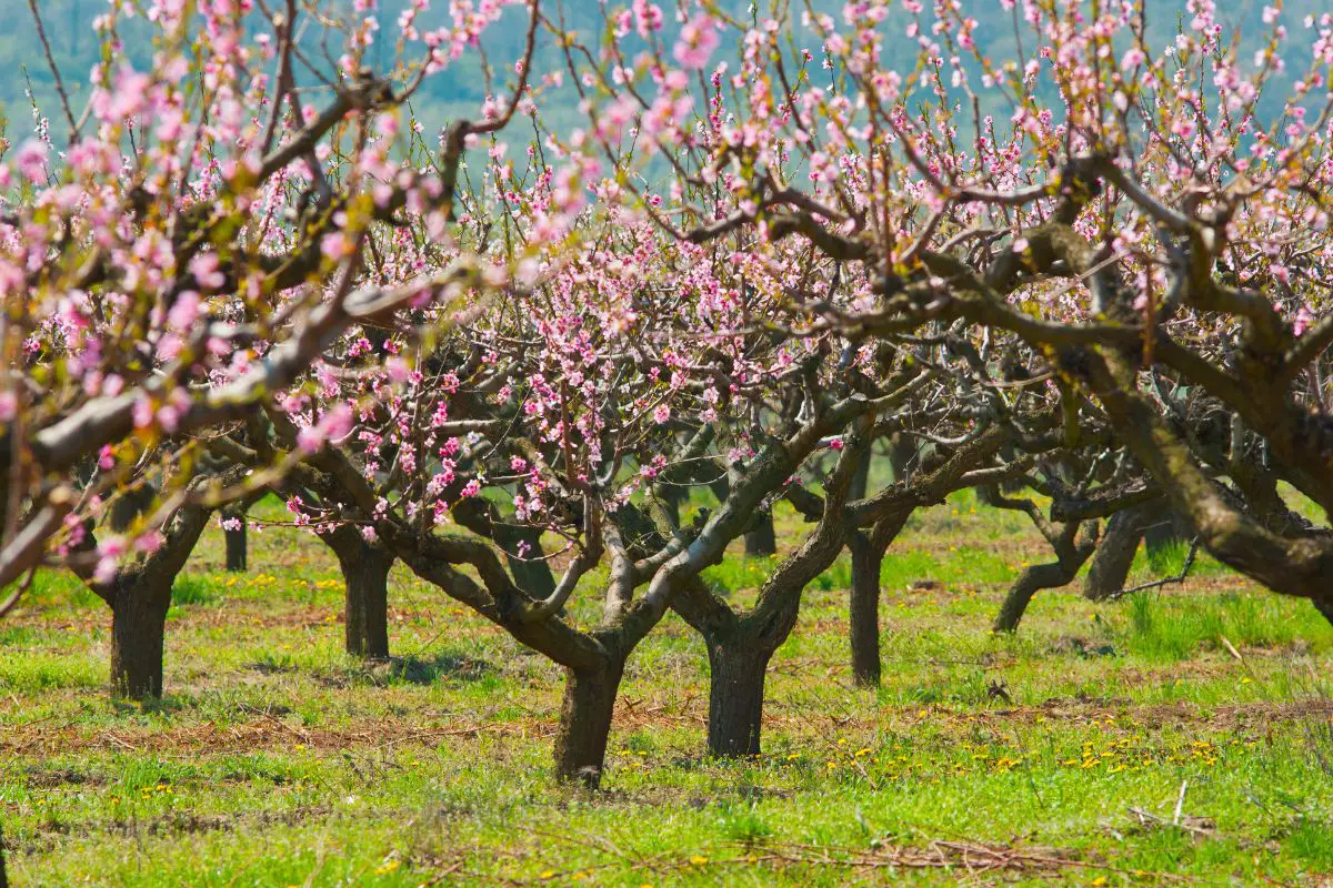 How To Protect Peach Tree Blossoms From Frost Practical Strategies