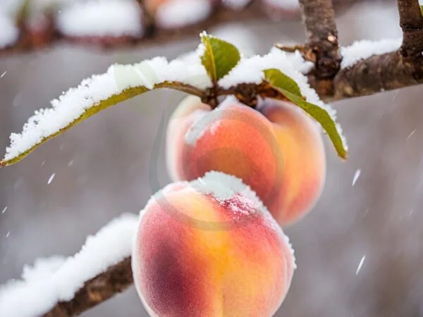 How to Protect Peach Trees from Freeze: Comprehensive Strategies