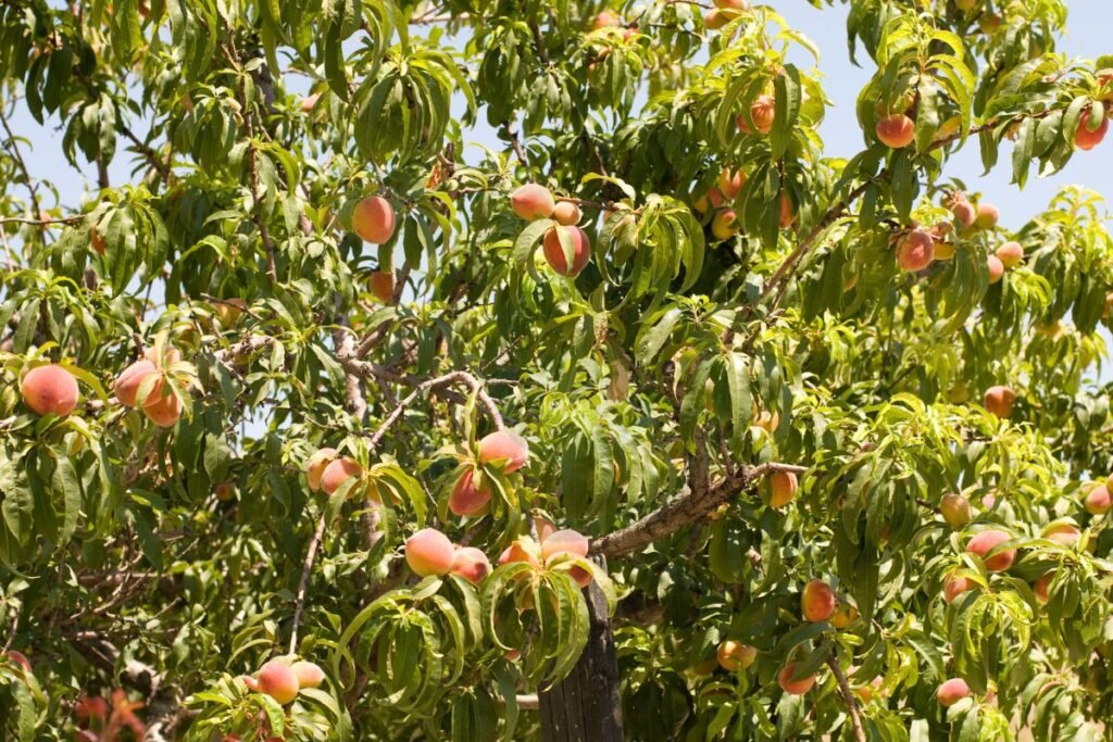 How to Protect Peach Trees from Freeze