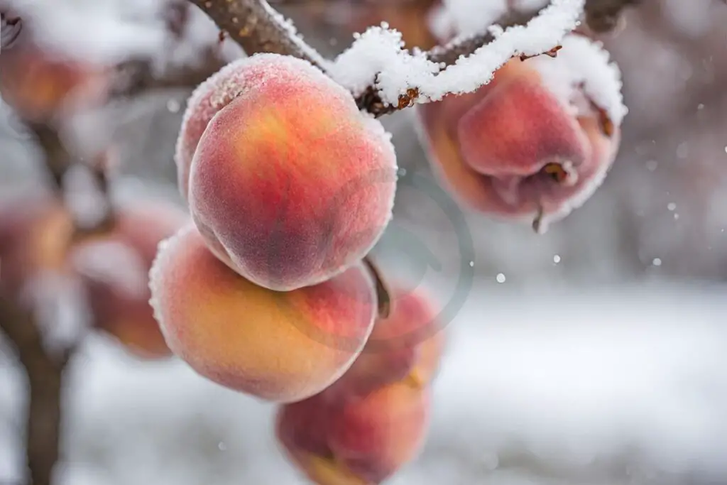 How to Protect Peach Trees from Freeze