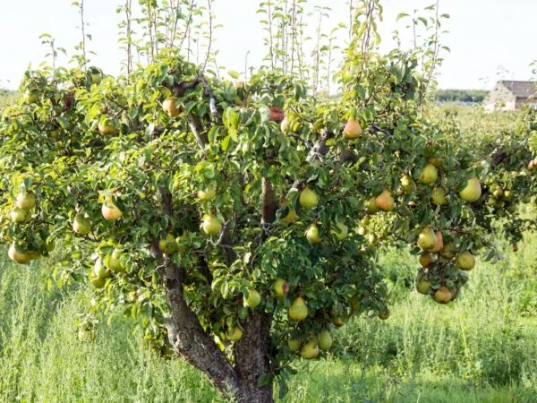 How to Take Care of Pear Trees: Essential Guide