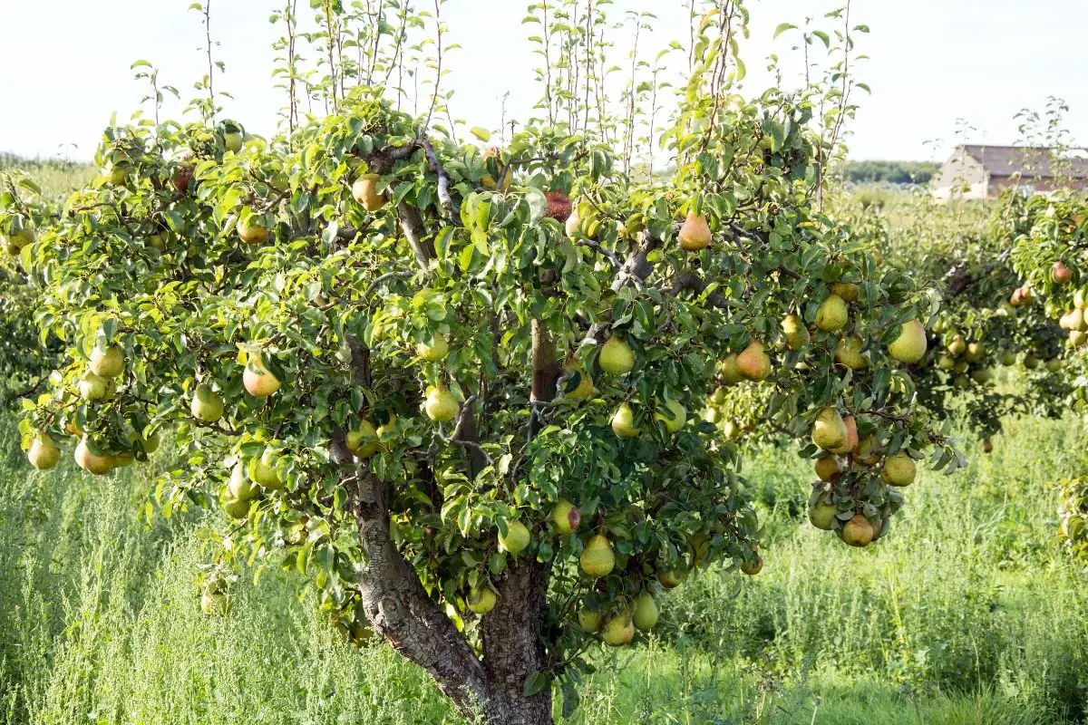 How to Take Care of Pear Trees: Essential Guide