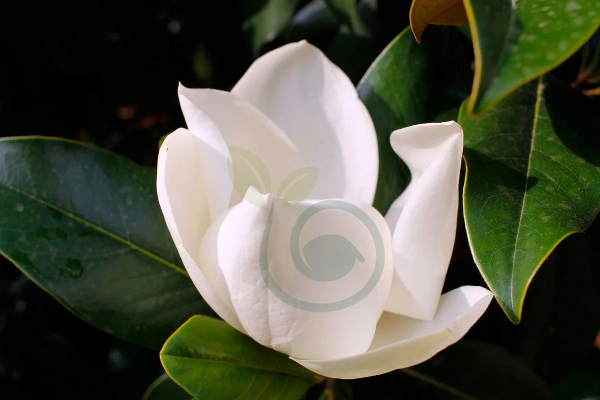 How to Transplant a Magnolia Tree: Step-by-Step Guide