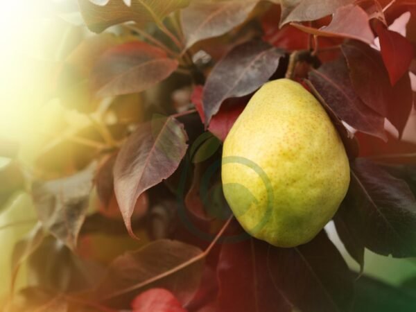 How to Treat Black Leaves on Pear Tree: Disease Control Strategies