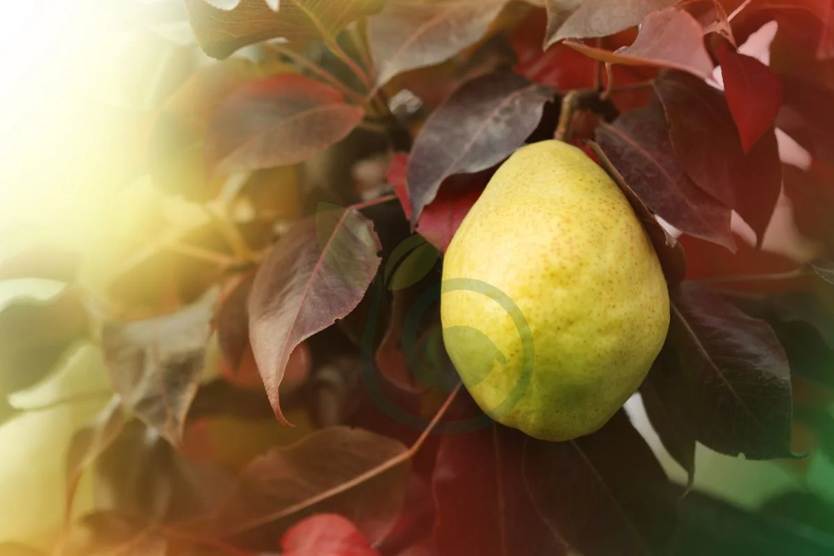 How to Treat Black Leaves on Pear Tree: Disease Control Strategies