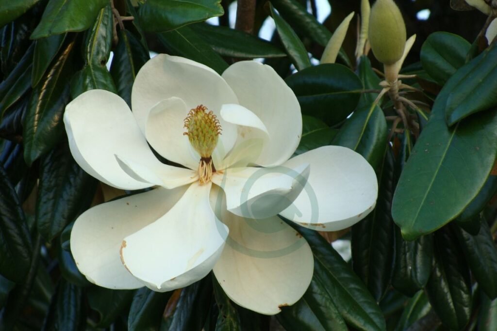 Magnolia Tree Varieties 2