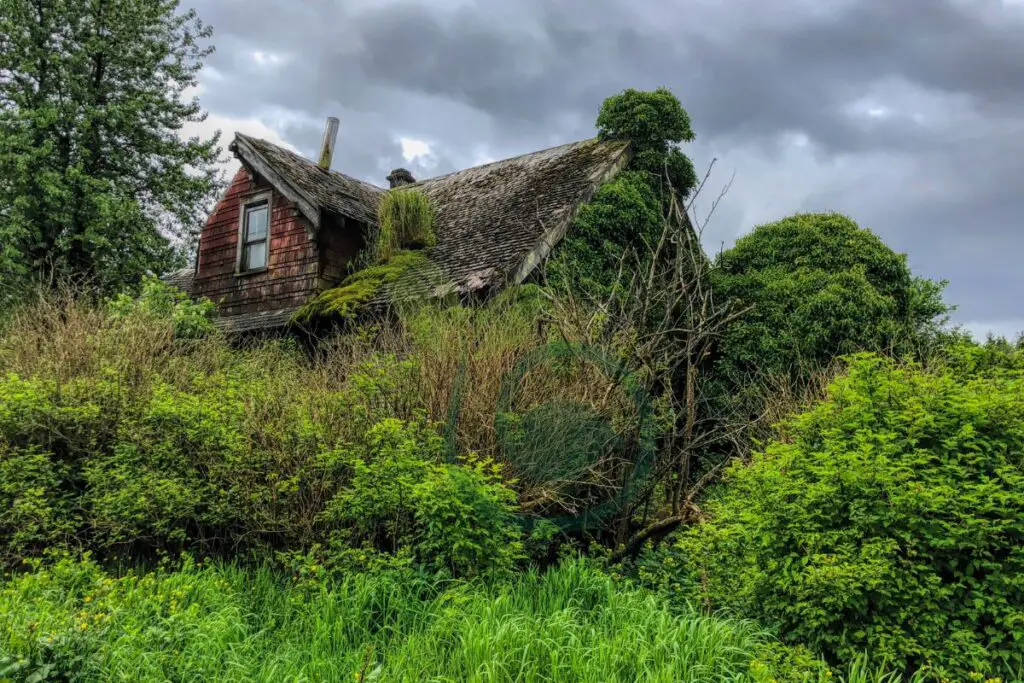 Managing Overgrown Trees