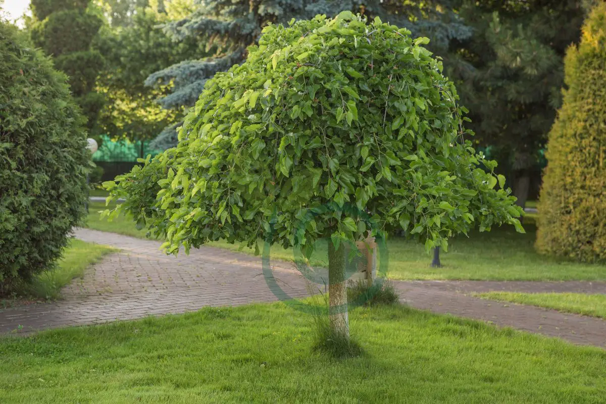 When to Prune Weeping Mulberry Trees: Techniques & Tips