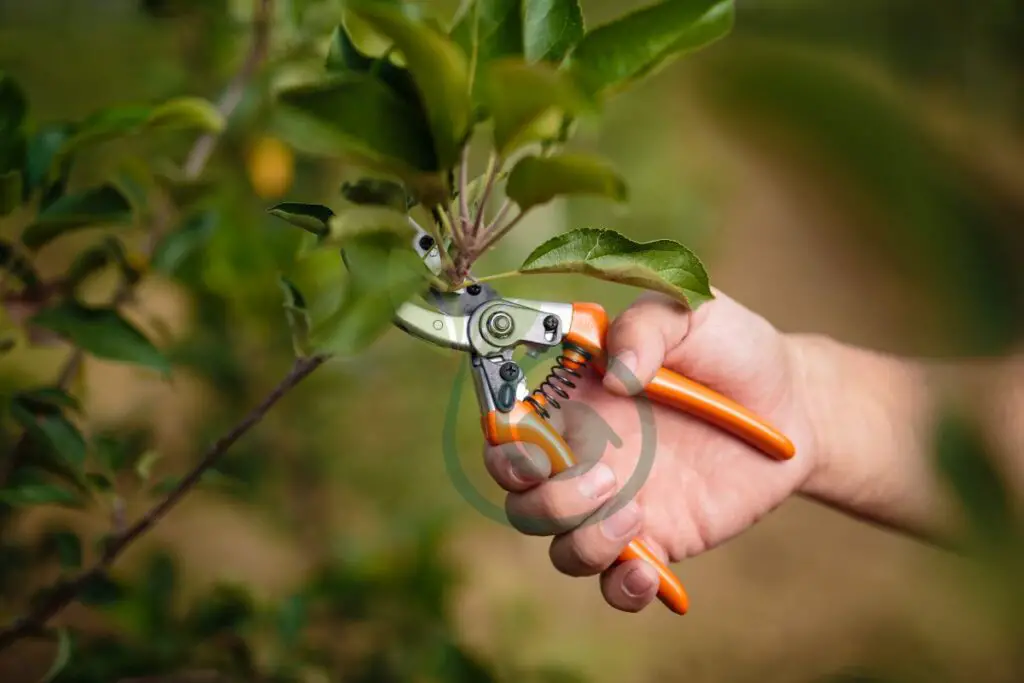 Pruning