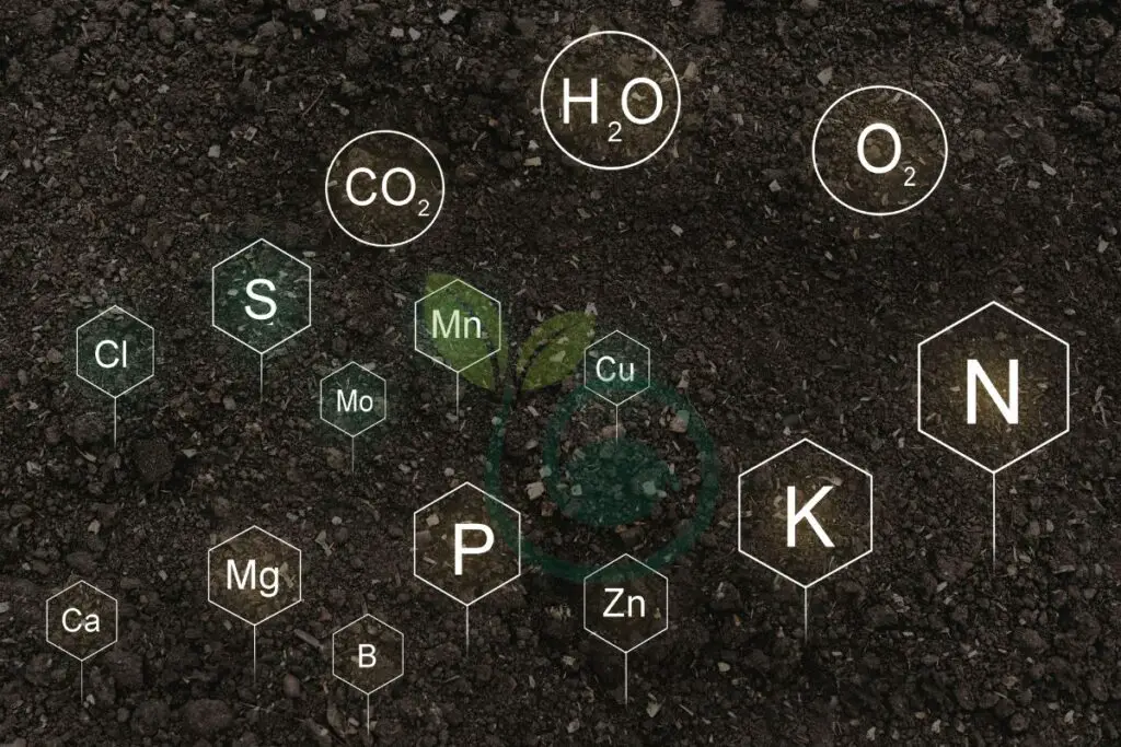 Nutrient Management of a plant