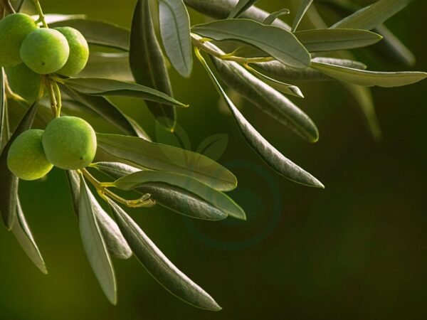 How Old are the Olive Trees in Gethsemane? Unveiling Ancient Secrets
