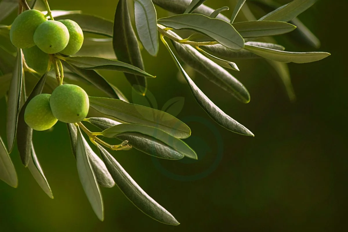 How Old are the Olive Trees in Gethsemane? Unveiling Ancient Secrets