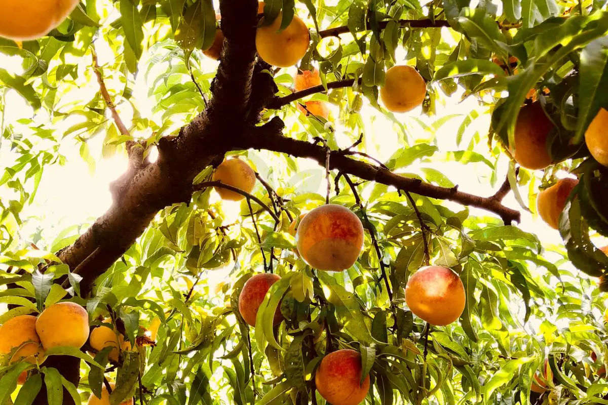 Can You Grow Peach Trees In Wisconsin