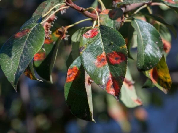 Why Are the Leaves on My Pear Tree Turning Black? Disease Control Strategies