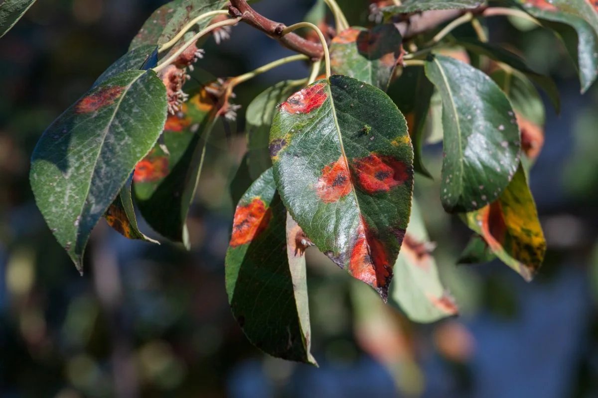 Why Are the Leaves on My Pear Tree Turning Black? Disease Control Strategies