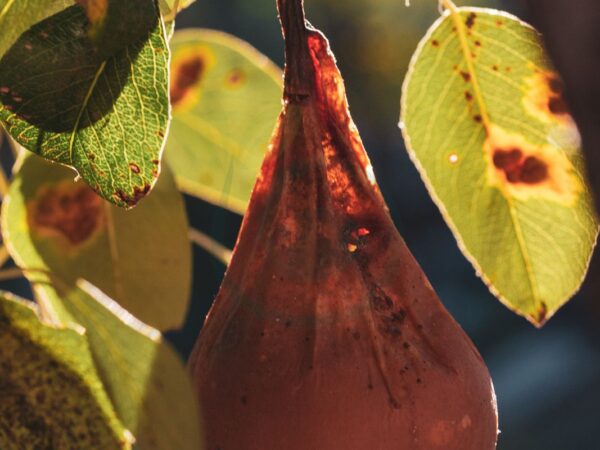 Why Are My Pear Tree Leaves Turning Black? Understanding and Managing the Issue