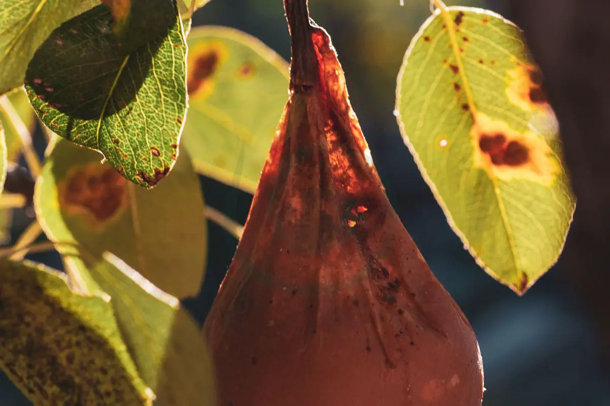 Why Are My Pear Tree Leaves Turning Black? Understanding and Managing the Issue