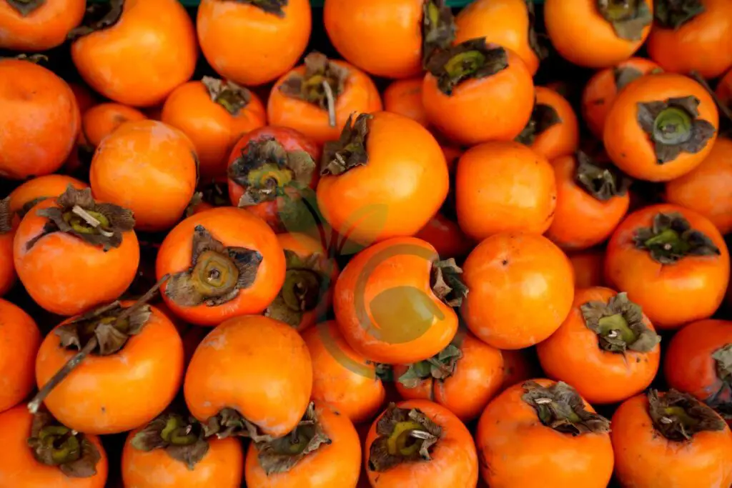 Persimmon Tree Dropping Fruit