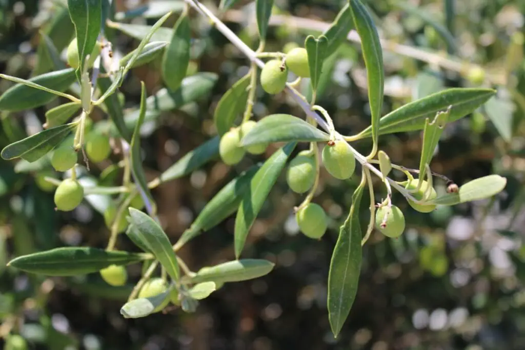 Planting Your Olive Tree