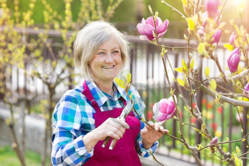 Pruning  Magnolia Trees