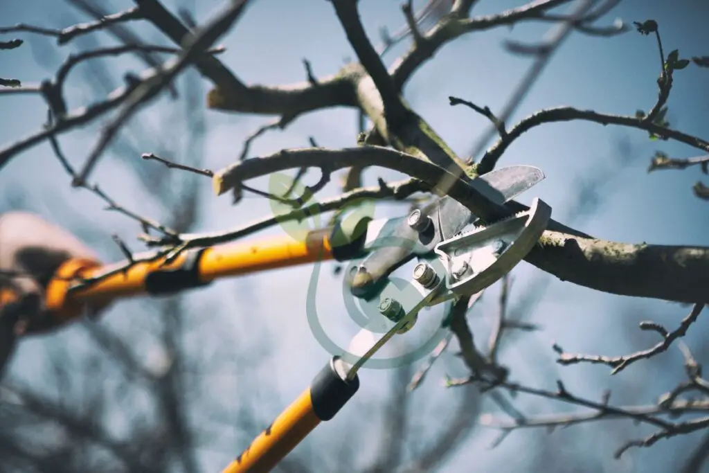 Pruning Techniques