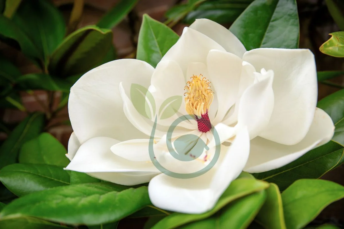 When Do Magnolia Trees Bloom in Florida: Bloom Timeline & Care Tips