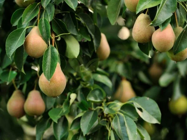 When Do Pear Trees Fruit: Seasonal Care Guide