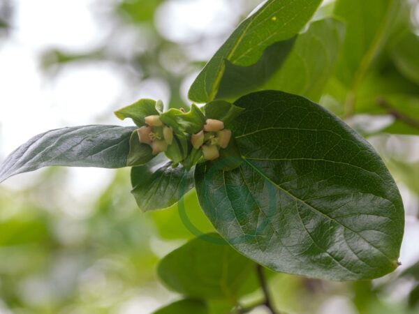 When Do Persimmon Trees Bloom: A Complete Guide