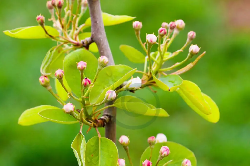 When to Plant Ornamental Pear Tree