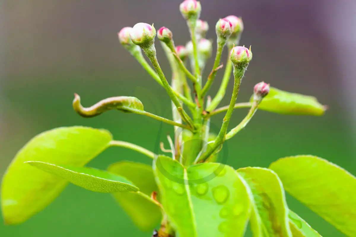 When to Plant Ornamental Pear Tree: Ideal Growing Guide