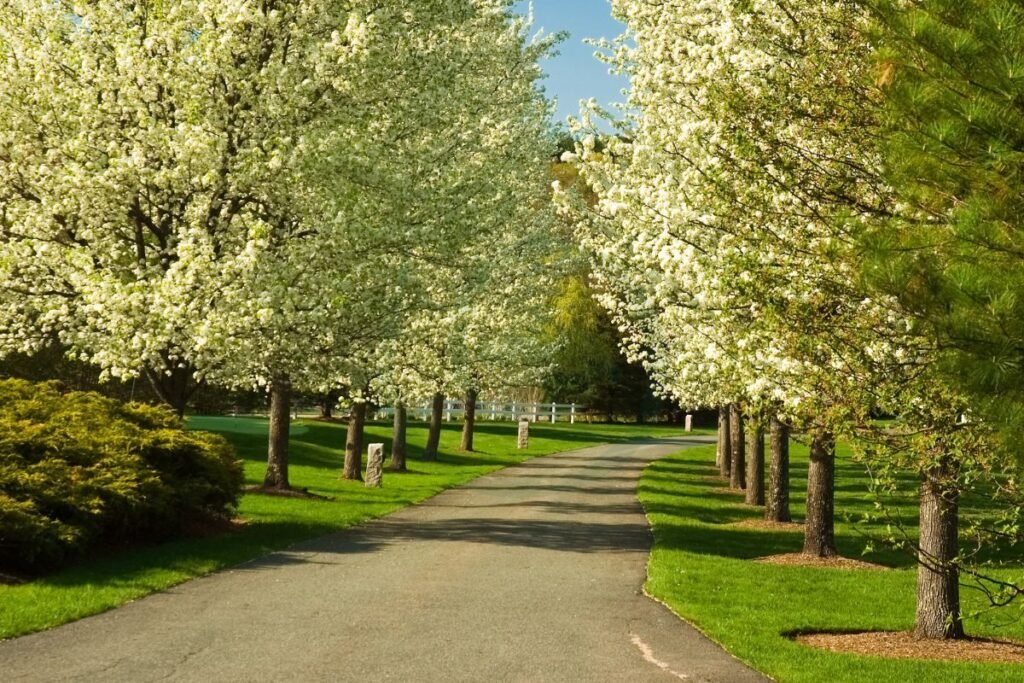 Why Do Bradford Pear Trees Smell Bad